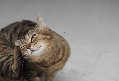 귀를 긁는 고양이