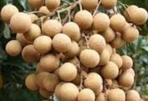 용안육효능 완벽분석