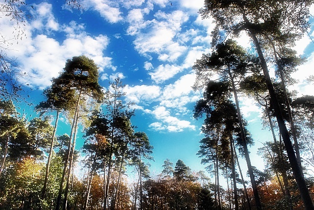 숲나들e 이용 방법