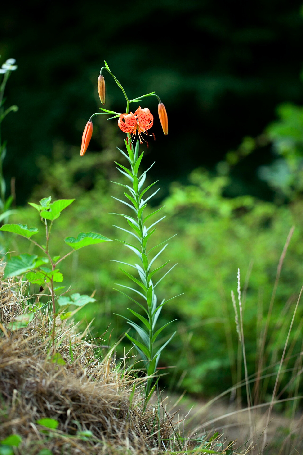 야생화 관련 사진