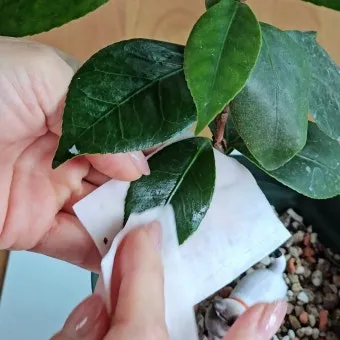 잎닦기 관리 미세먼지제거 광합성도움 우유물사용 주의점_7