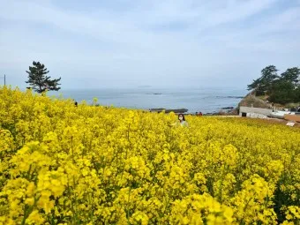 부안 수성당 유채꽃 히든스팟 개화시기_17