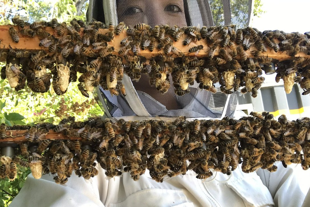 사양벌꿀 진짜벌꿀 차이