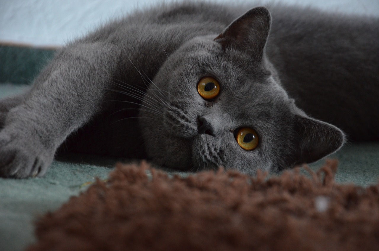 브리티시 숏헤어(British Shorthair)