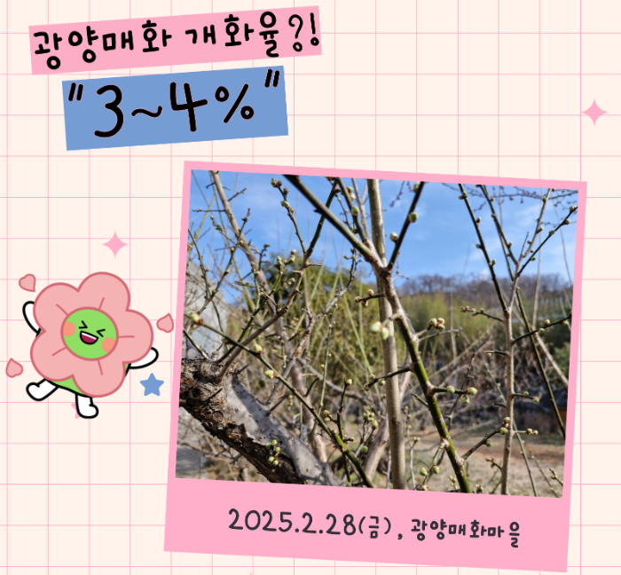 매화 개화상황