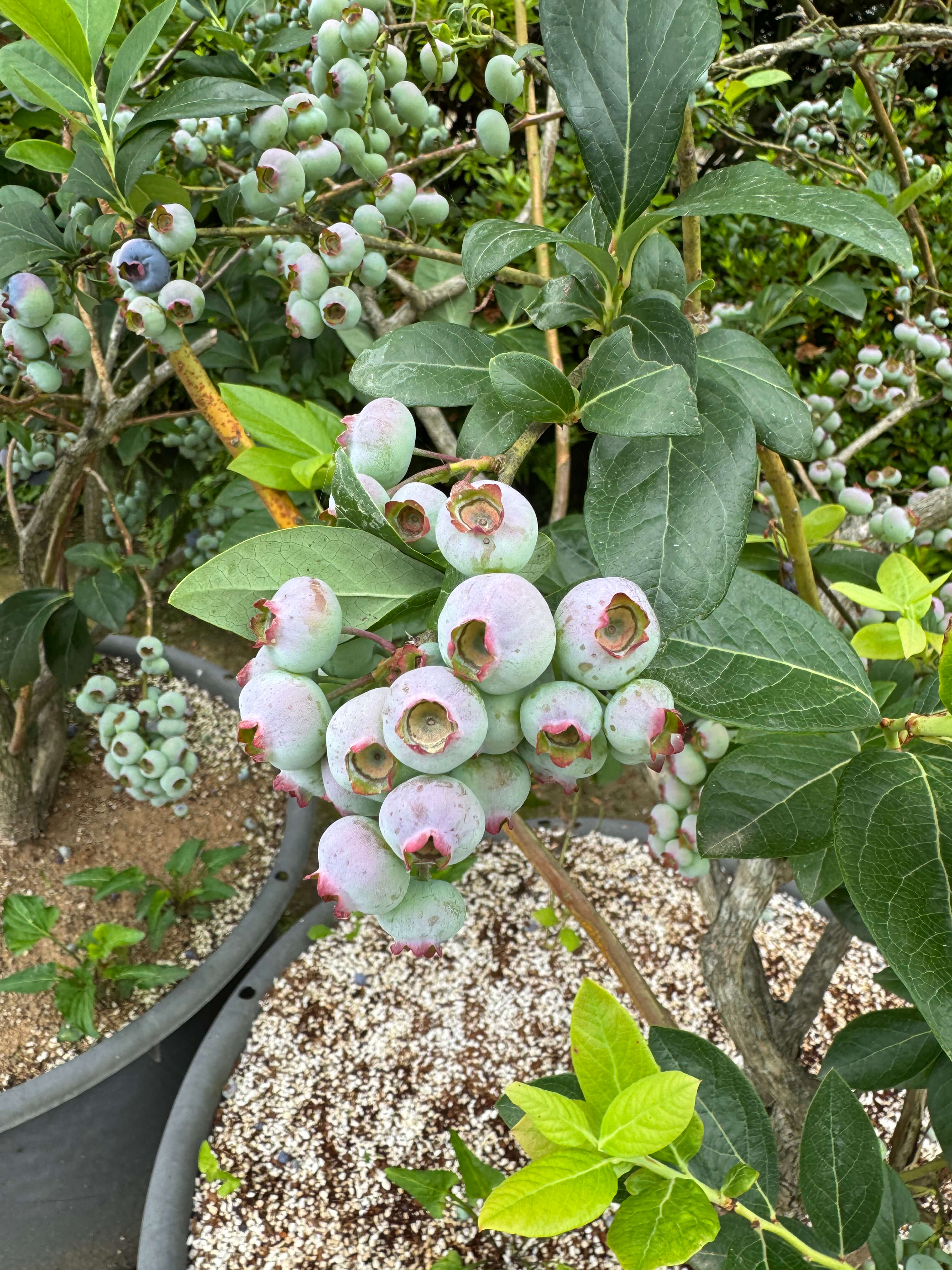 블루베리 섭취 권장량 및 부작용