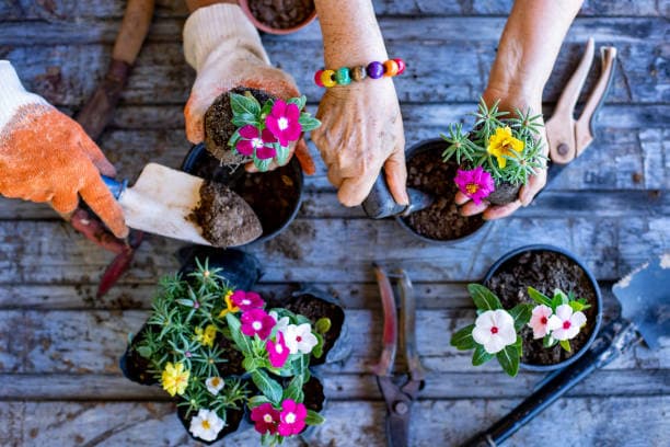 계절에 상관없이 식물 키우기: 스마트 가드닝의 비결