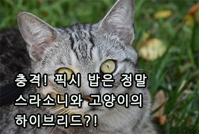 충격! 픽시 밥은 정말 스라소니와 고양이의 하이브리드?!