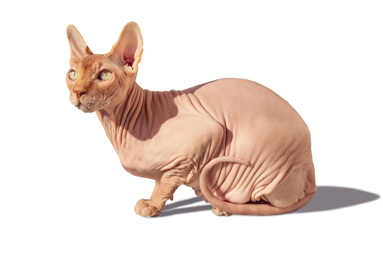 스핑크스 고양이 사진