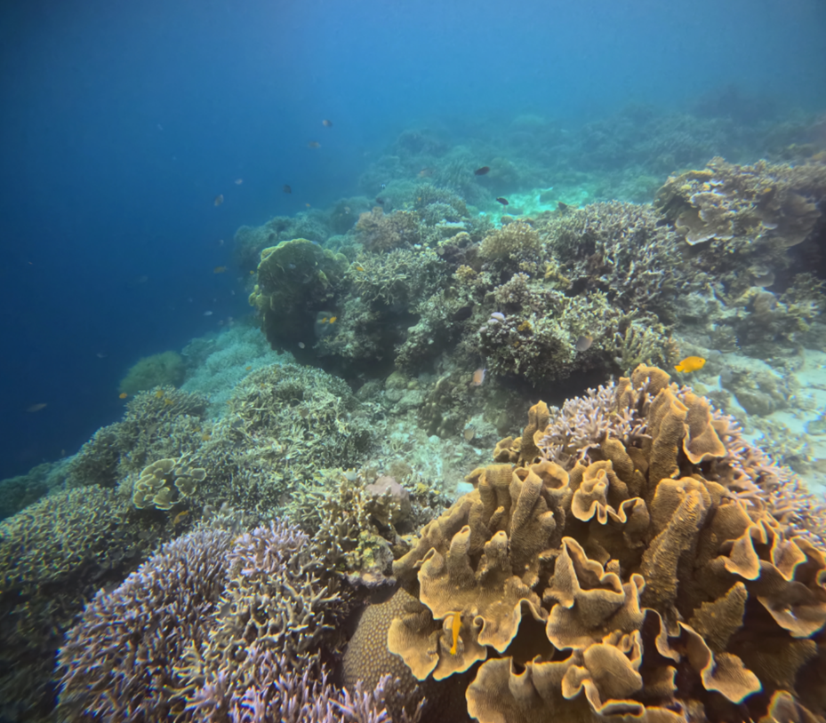 팡라오씨 리조트 앞 수중 풍경