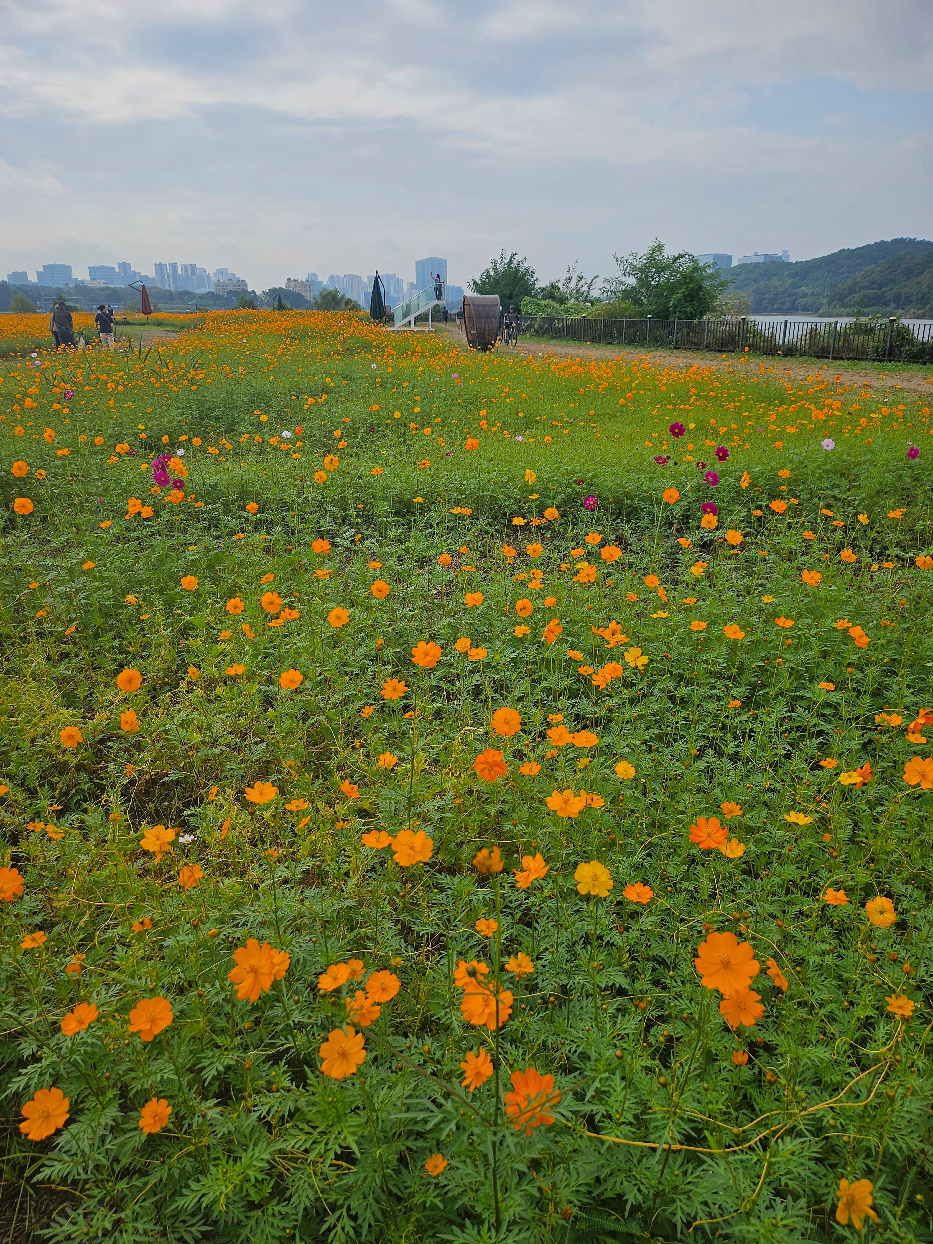 기흥호수공원에서 만난 가을, 코스모스 닮은 금계국이 물들인 풍경