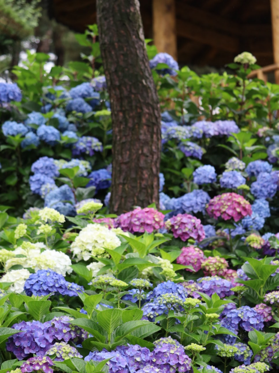 특색있고 아름다운 민간 정원 30선 추천 여행 - 07. 청주 공간정원