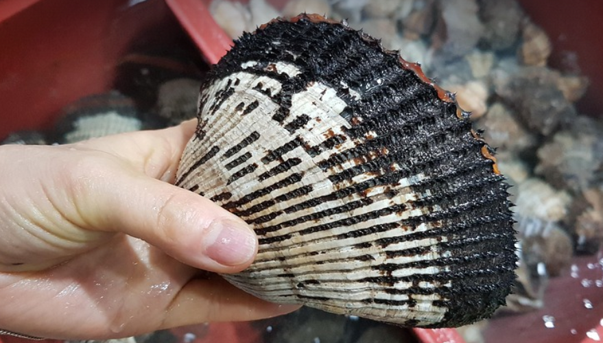 피꼬막(피조개)의 모습