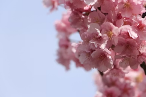 2026 벚꽃 여행 추천 지역별 가이드