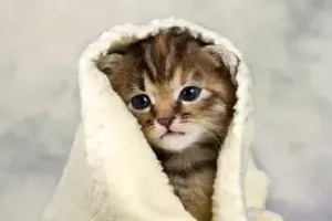 고양이