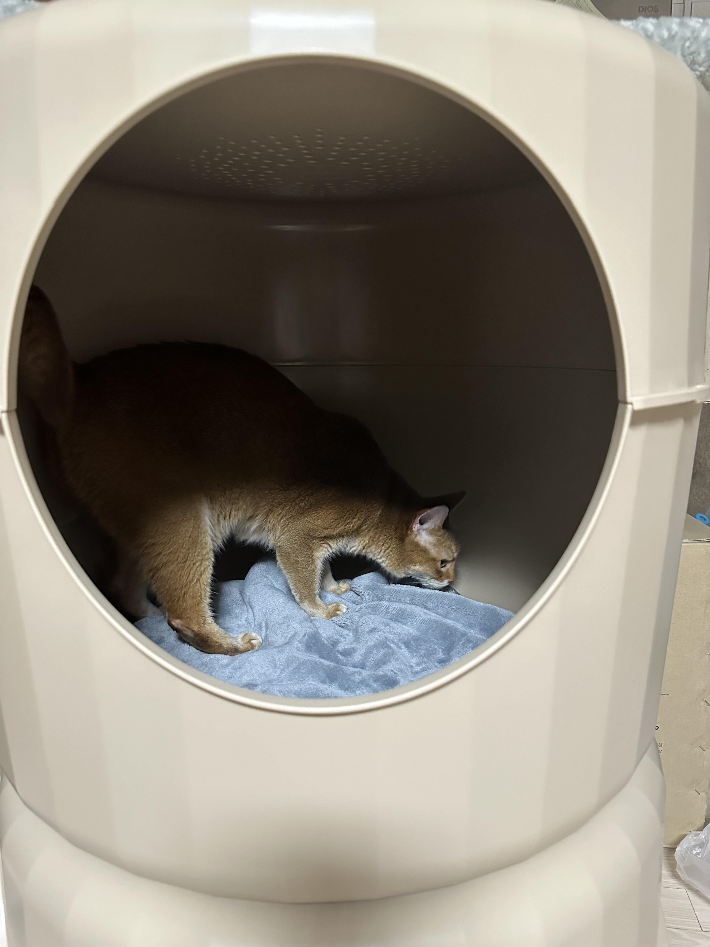 하우스_2층에_올라간_루나