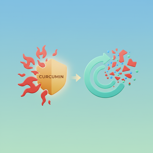 강력한 항염증 및 항산화 효과&amp;#44; 어떻게 작용할까요?