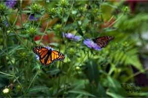 함평나비축제 예매 입장료 기간