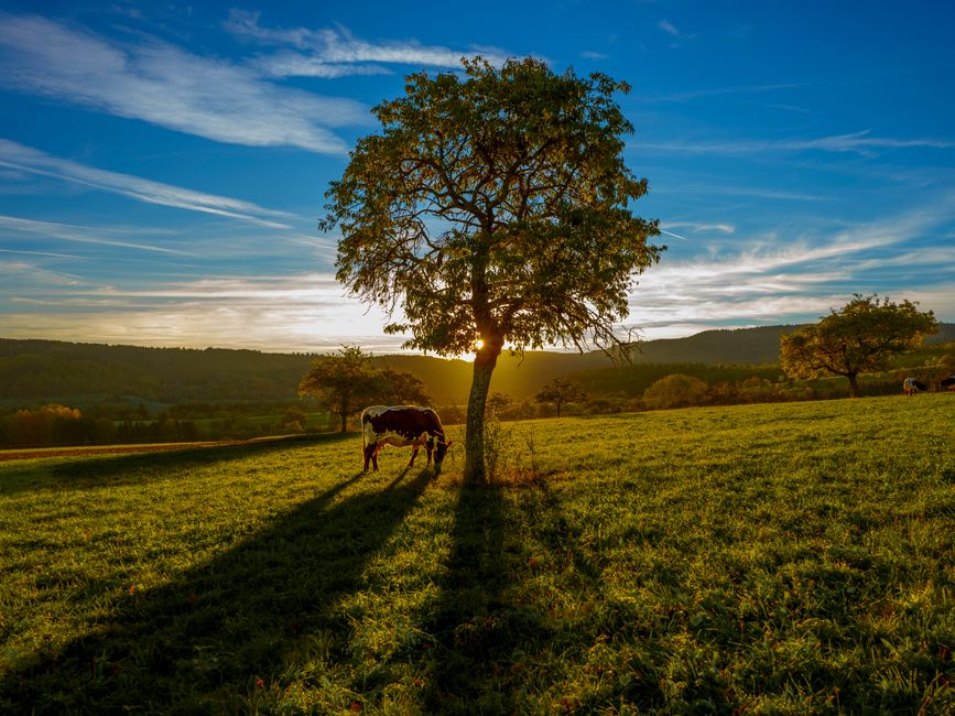 A tranquil rural landscape featuring a cow grazing under a tree during sunset.