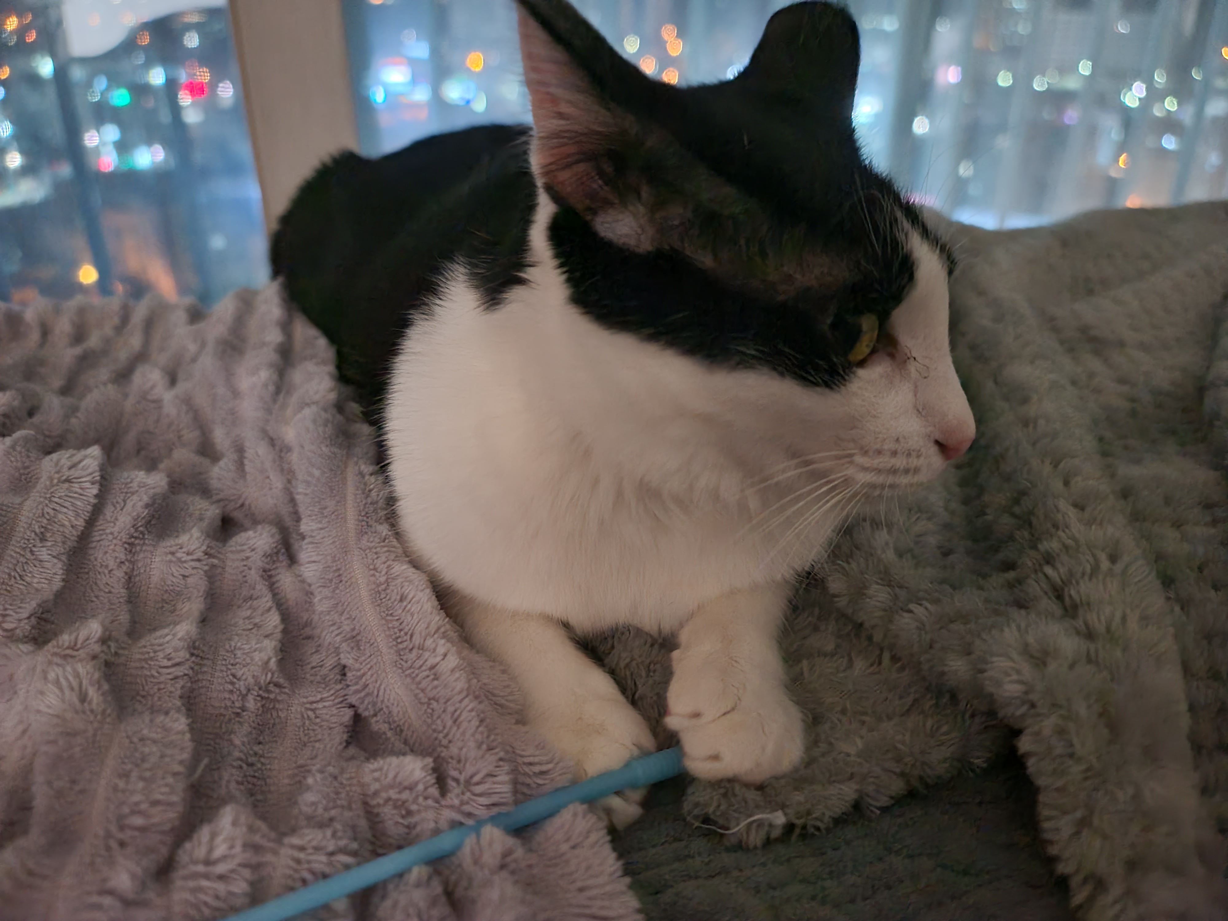 막대기를 너무 사랑하는 젖소냥이 두리(feat.호야)