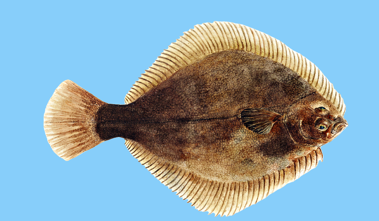 3월 제철! 울산 방어진 가자미 – 싱싱한 해산물 맛집 & 요리법 총정리