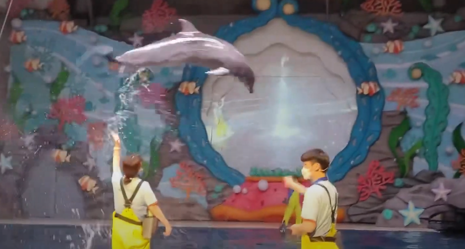 제주아쿠아플라넷제주이 돌고래 쇼