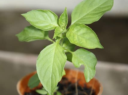 건강 식재료 바질 씨드