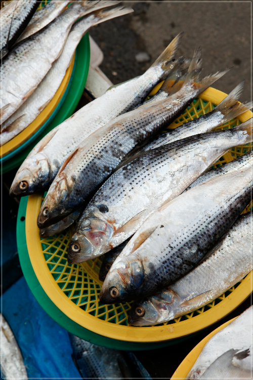 전어란 어떤 생선 인가요