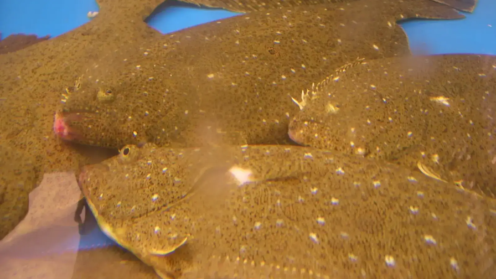 5월-제철회-광어