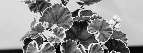 화이트링 제라늄