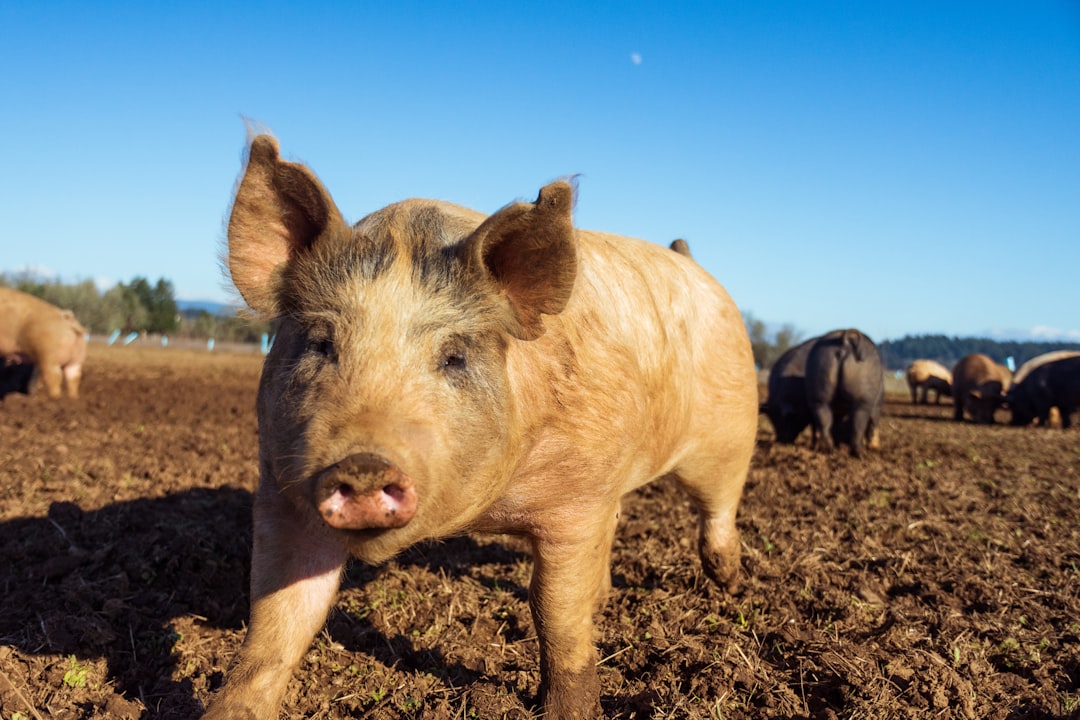 Pig