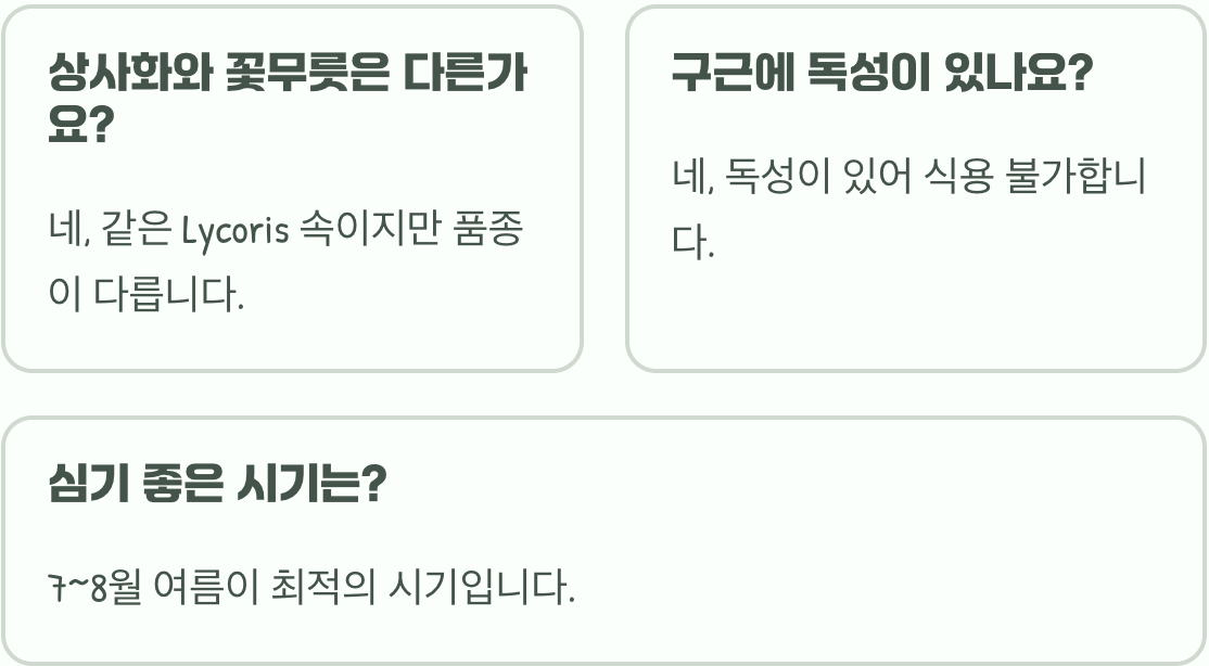 분홍색만 있는 게 아니다? 다양한 상사화 품종과 색깔의 세계