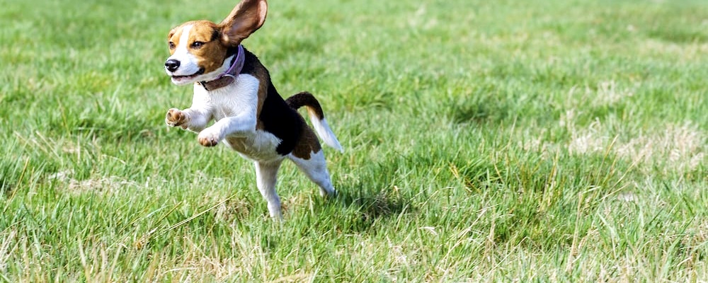 강아지 목줄 훈련 7