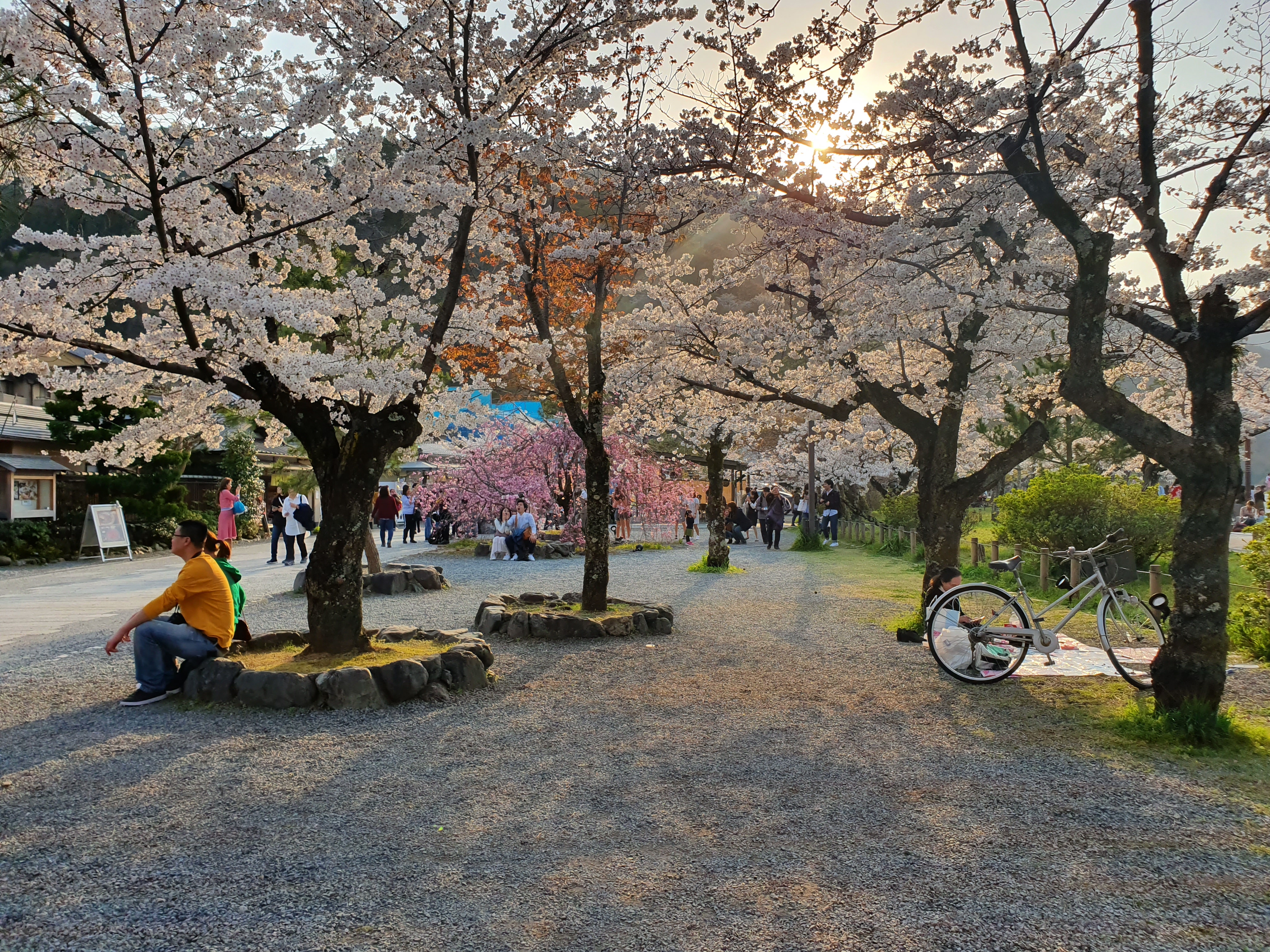 아라시야마 벚꽃 관광