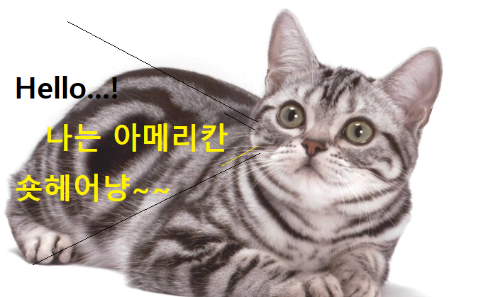 아메리칸 숏헤어 고양이 이미지 - 1