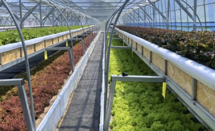 생방송투데이 환승직업 두 번째 인생 충주 쌈 채소 농장 웰팜이에이씨 쌈채소 스마트스토어 주문방법