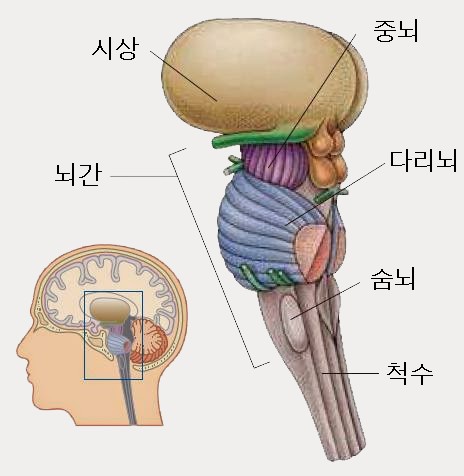뇌간