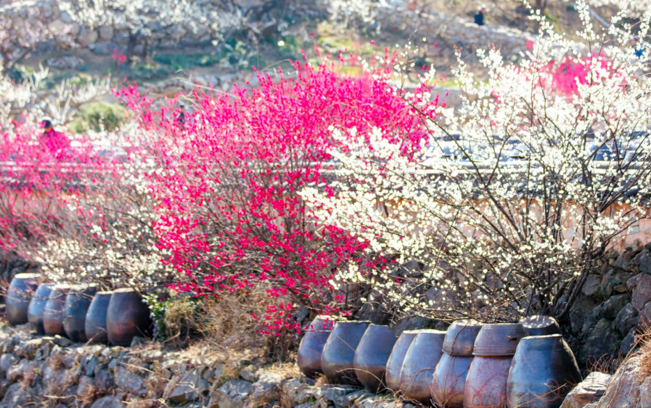 전남 광양 매화 축제