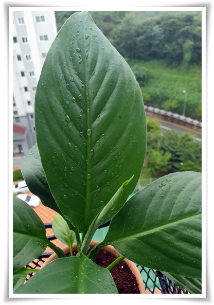 화초 &quot;리시안셔스&quot; 장미인 듯 장미 아닌 변치 않는 사랑의 꽃!