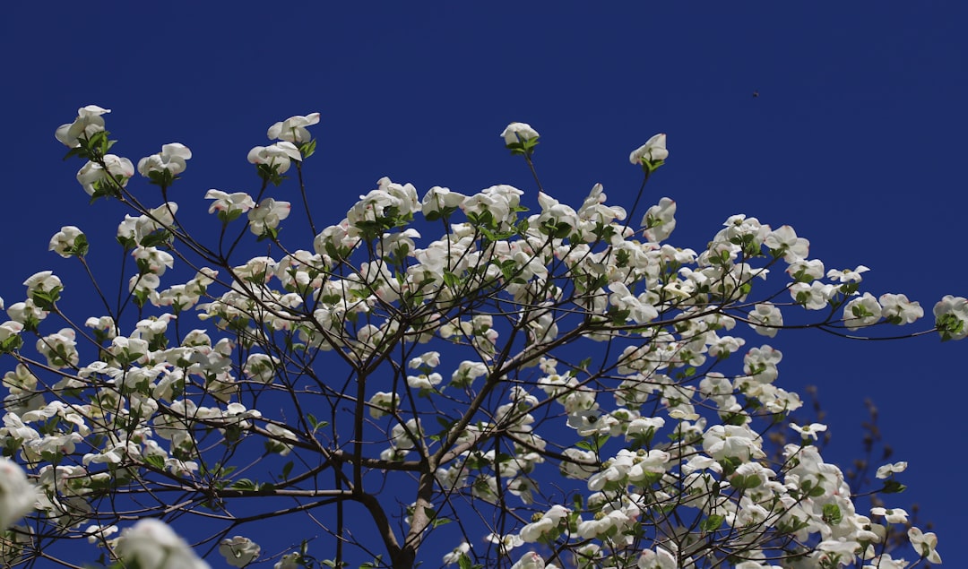 Cornus