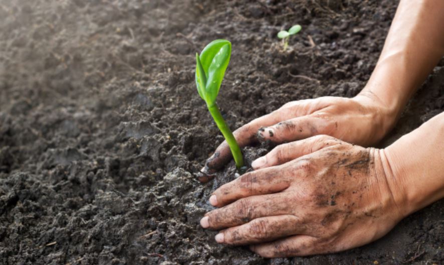 나무 식재 사진