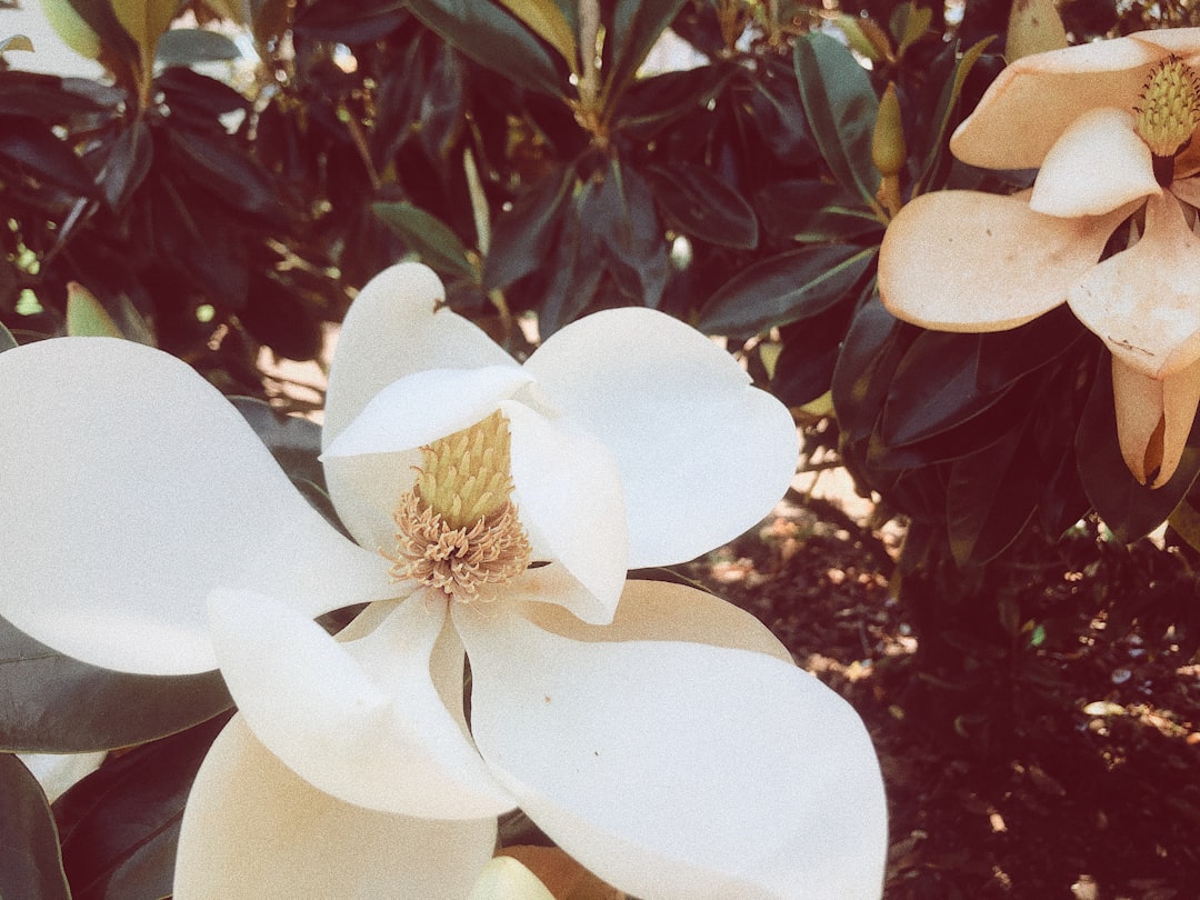 Magnolia