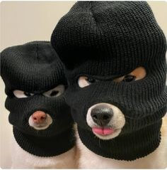 복면을-쓴-강아지-두마리