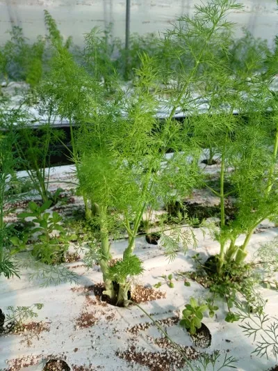 딜 재배 파종 간격 화분 키우기 잎과 씨앗 활용_4