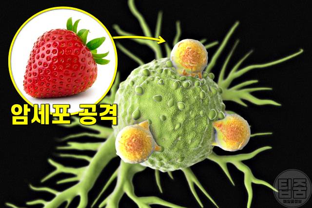 딸기 효능,장내 미생물 다이어트,암세포 사멸