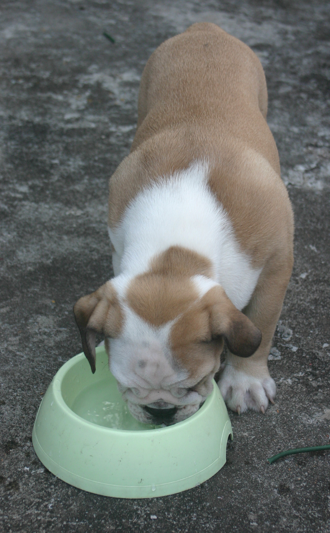 강아지 기초 식단 관련 사진