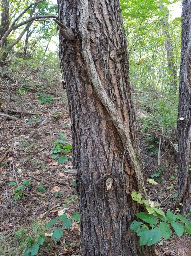&amp;#39;송담(송담차)&amp;#39; 효능 및 부작용