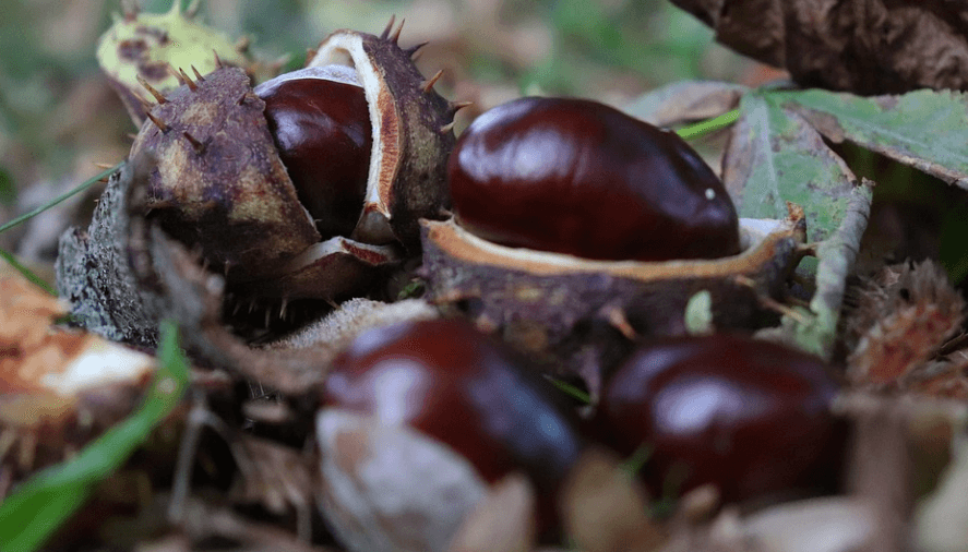 여섯 번째 술안주로 좋은 음식 밤