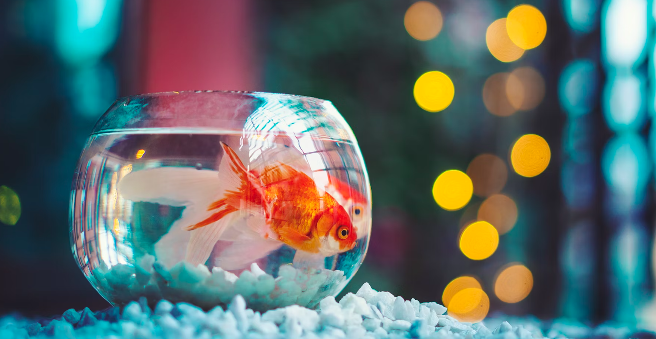 금붕어는 작은 어항에서 크기가 제한된다? - 물고기의 성장과 환경의 관계