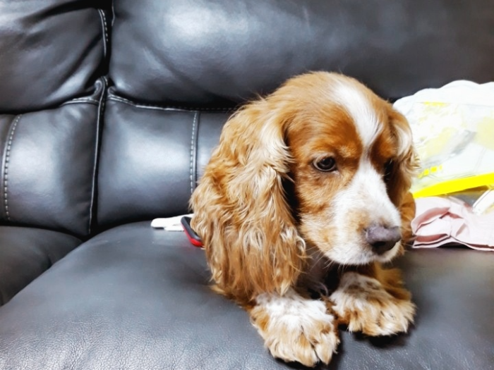 강아지 설사증상